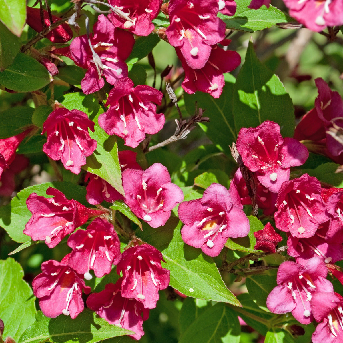 Arbustes - Weigelia Bristol Ruby - Weigela florida Bristol Ruby