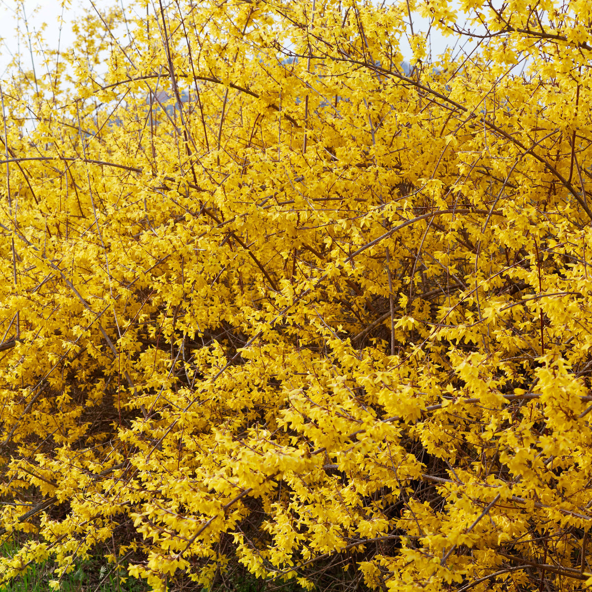 Arbustes - Forsythia Spectabilis - Forsythia x intermedia Spectabilis
