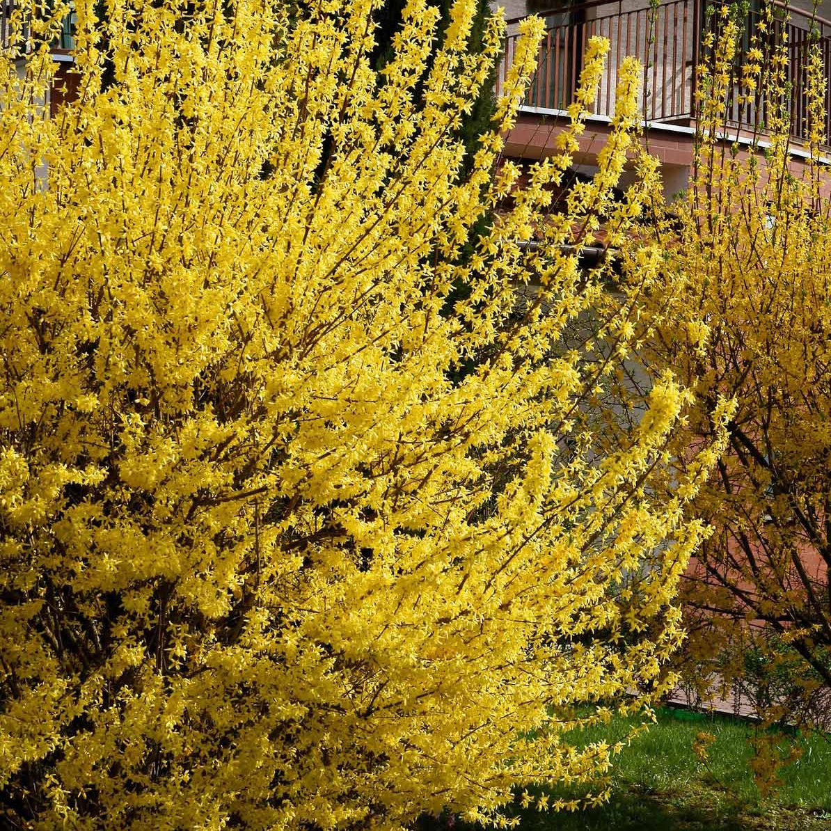 Vente Forsythia Spectabilis - Forsythia x intermedia Spectabilis