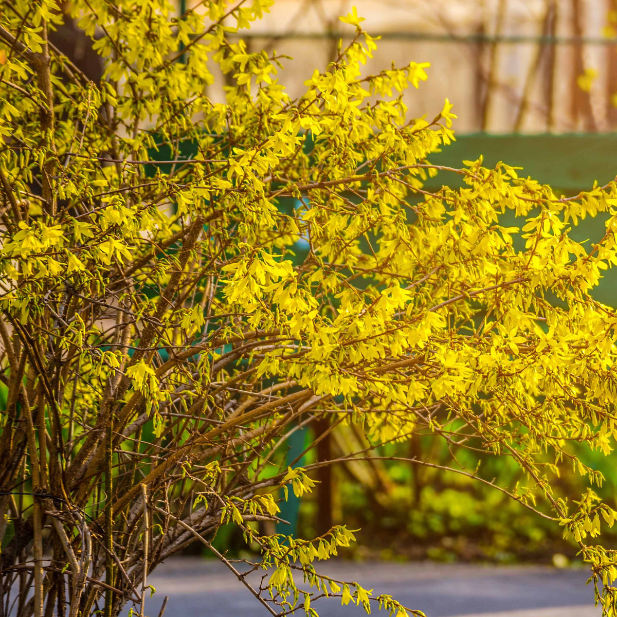 Arbustes fleuris - Collection de 2 arbustes : Forsythia et Arbre de Judée - Cercis siliquastrum et forsythia x intermedia spectabilis