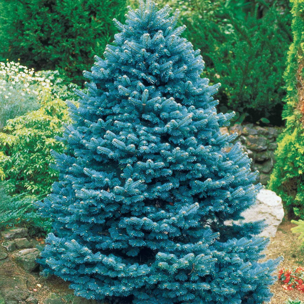 Conifères - Sapin bleu Sélection Bakker - Picea pungens maculata