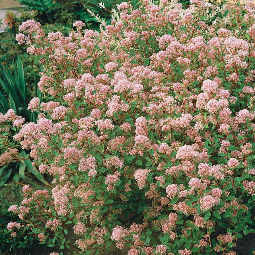 Céanothe Marie Simon - Ceanothus x pallidus marie simon - Bakker