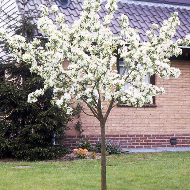 Poiriers - Poirier Conférence - Pyrus communis Conférence