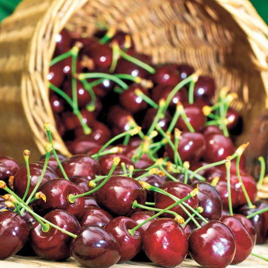 Cerisier Karina - Bakker