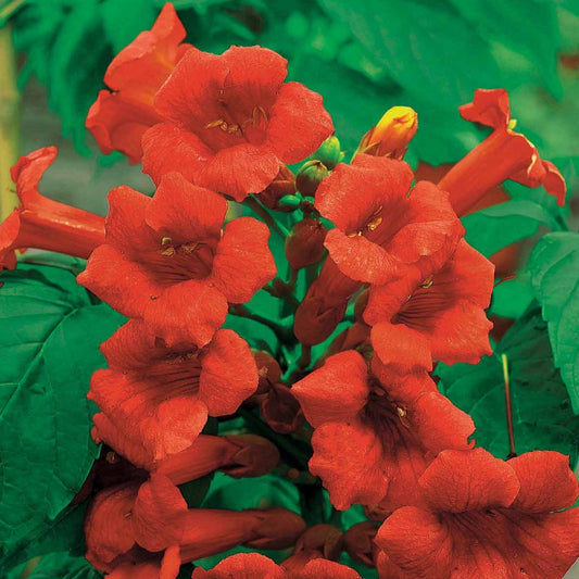 Bignone Stromboli - Bakker