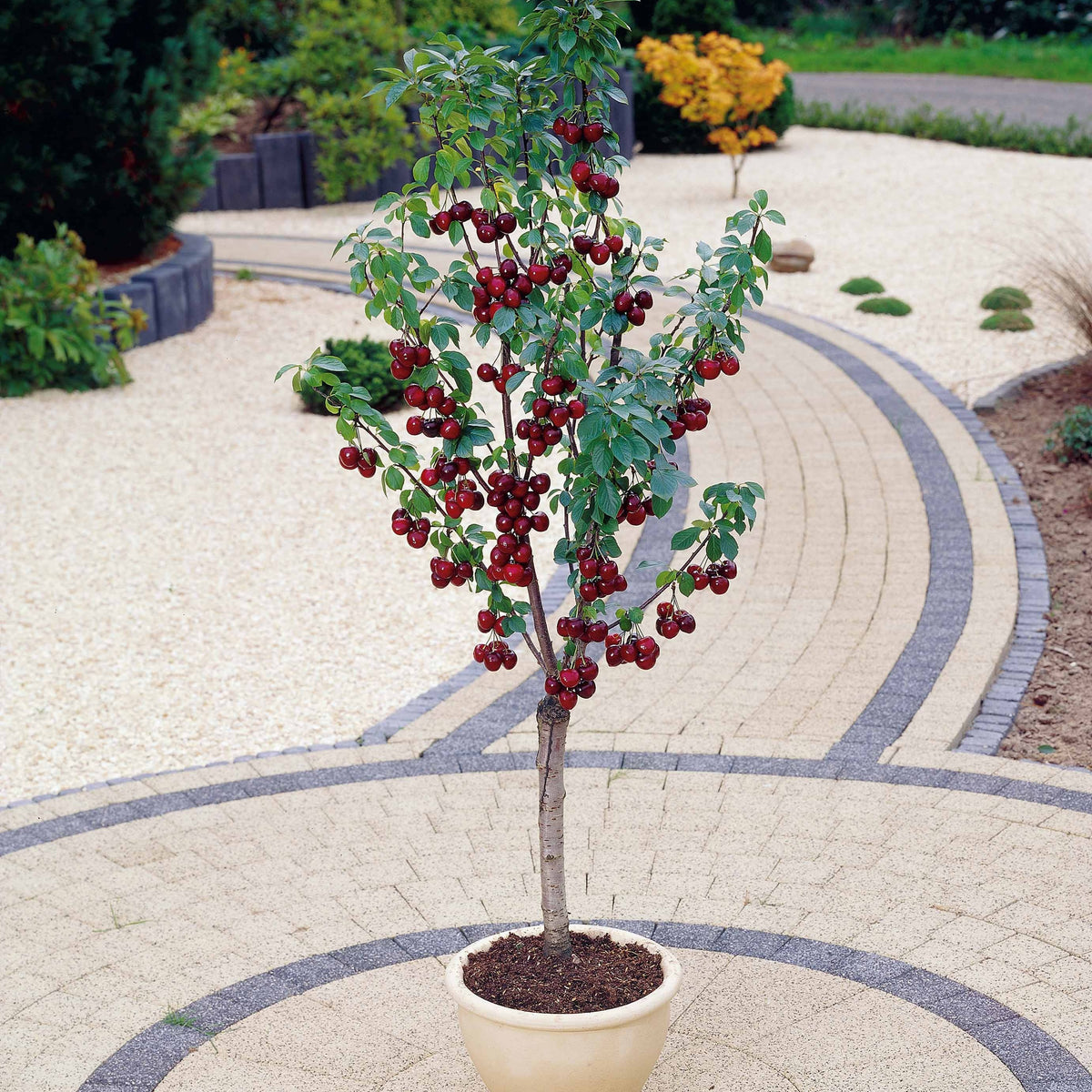 Mini-cerisier Spur Van - Prunus avium van - Bakker
