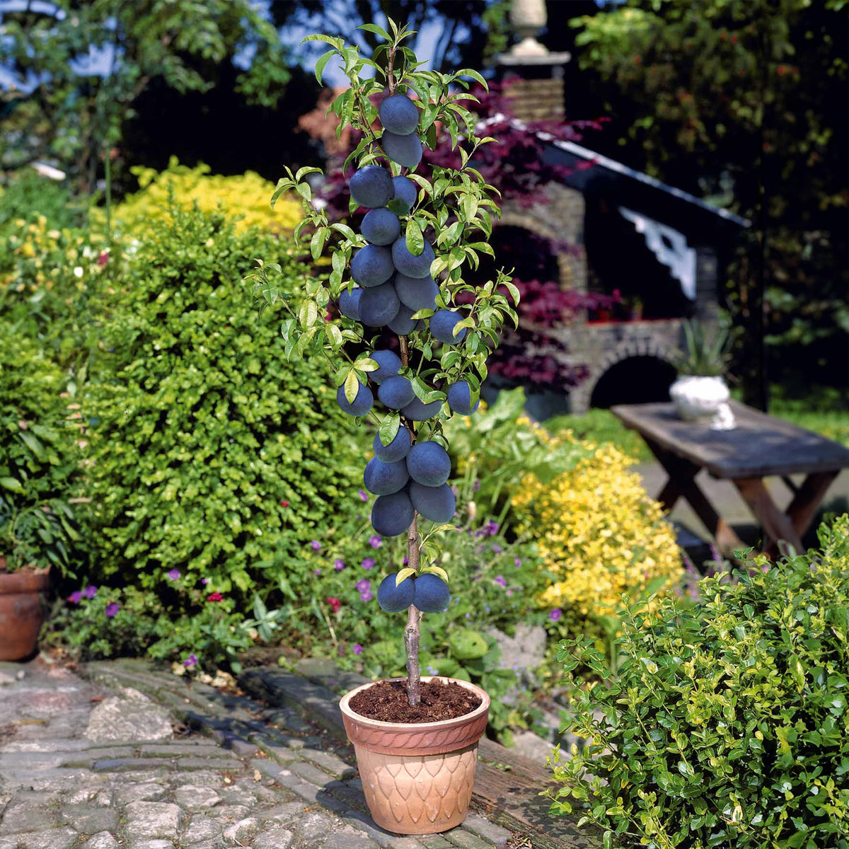 Mini Prunier Black Amber - Prunus salicina Black Amber - Bakker