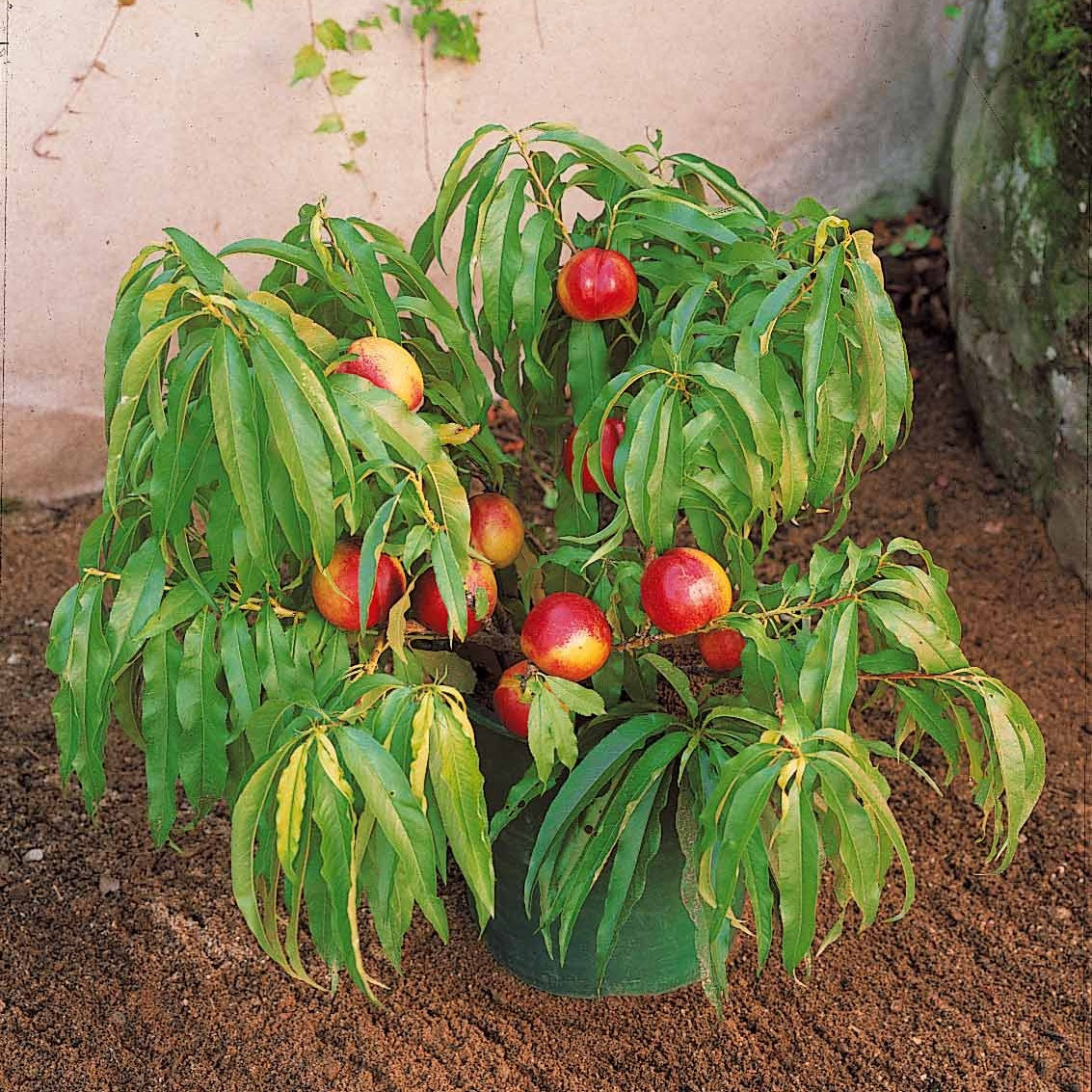Mini-nectarine Morton - Prunus persica Morton - Bakker