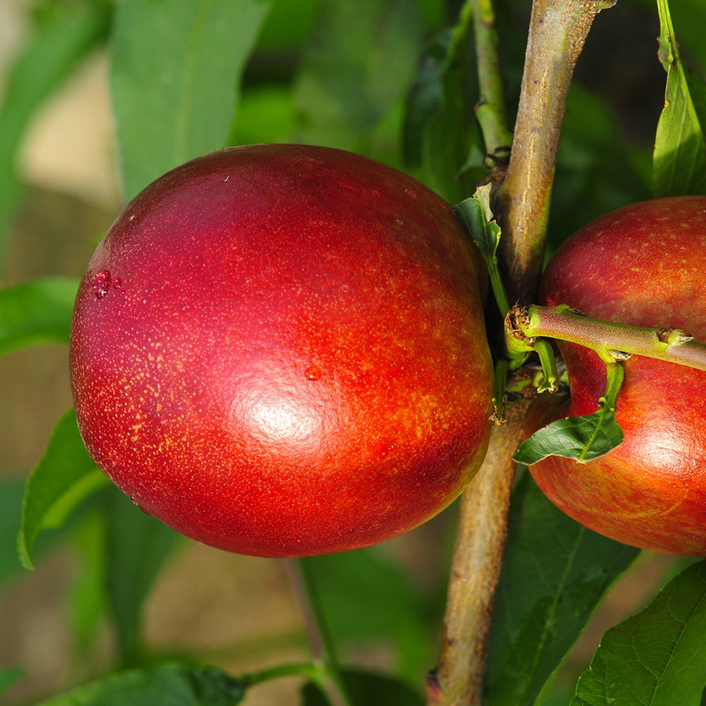 Mini-nectarine Morton - Bakker