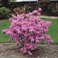 Rhododendron précoce - Bakker.com | France