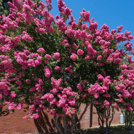 Lilas des Indes rose - Bakker