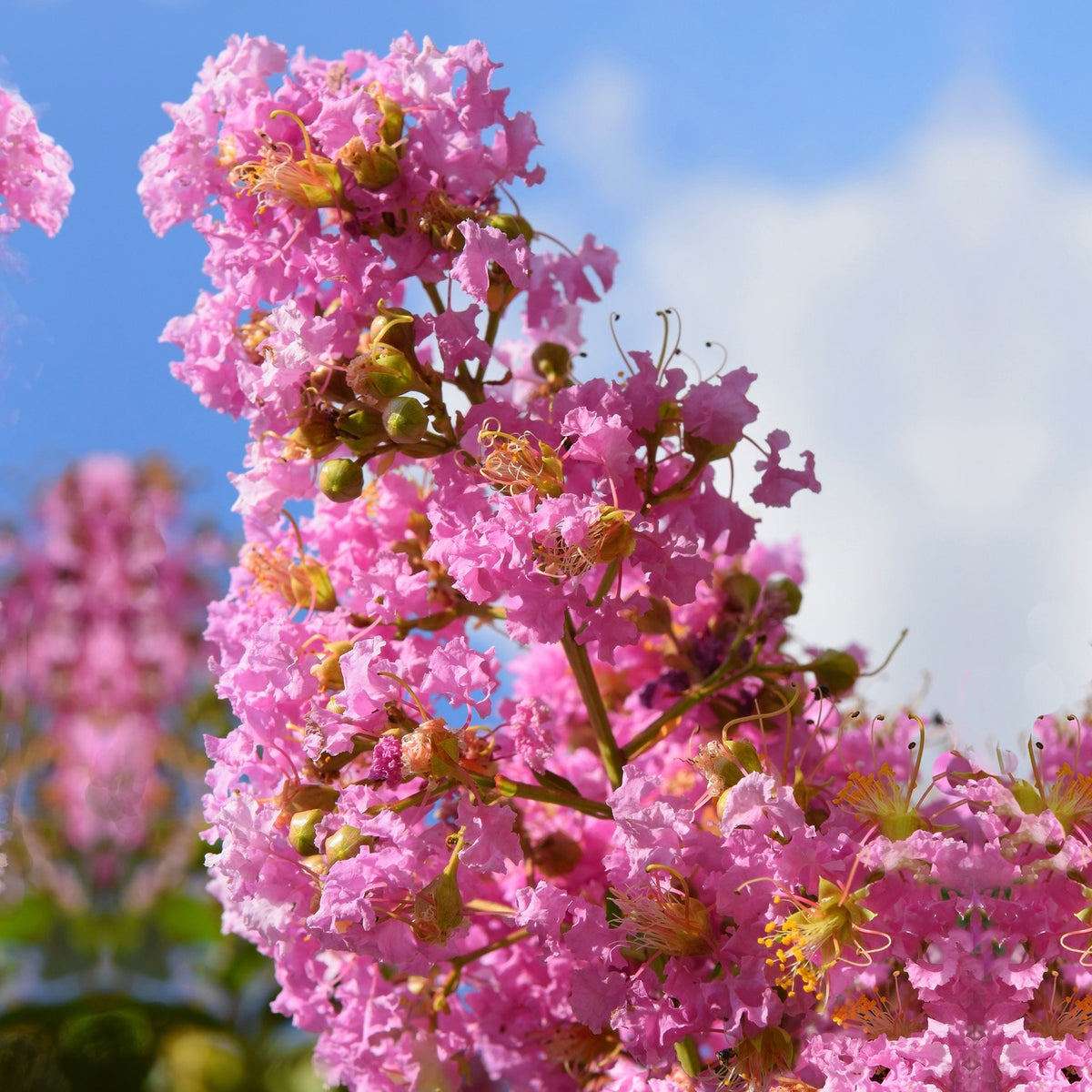 Lilas des Indes rose - Lagerstroemia indica Turenne - Bakker