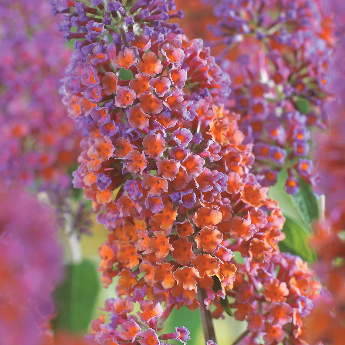 Buddleja davidii Flower Power - Arbre aux papillons Flower Power - Arbustes