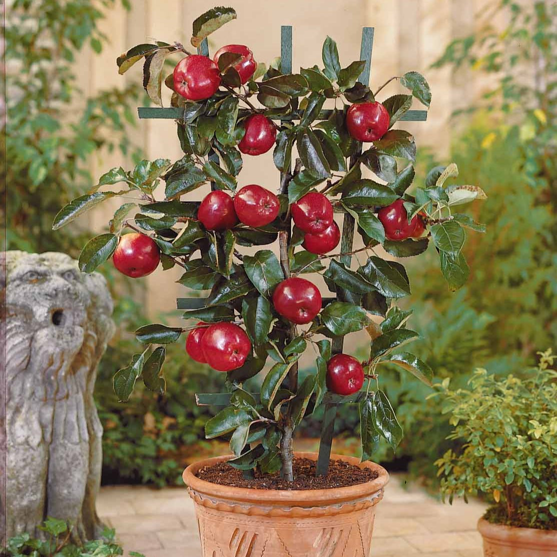 Mini-pommier Braeburn - Malus domestica Braeburn - Bakker