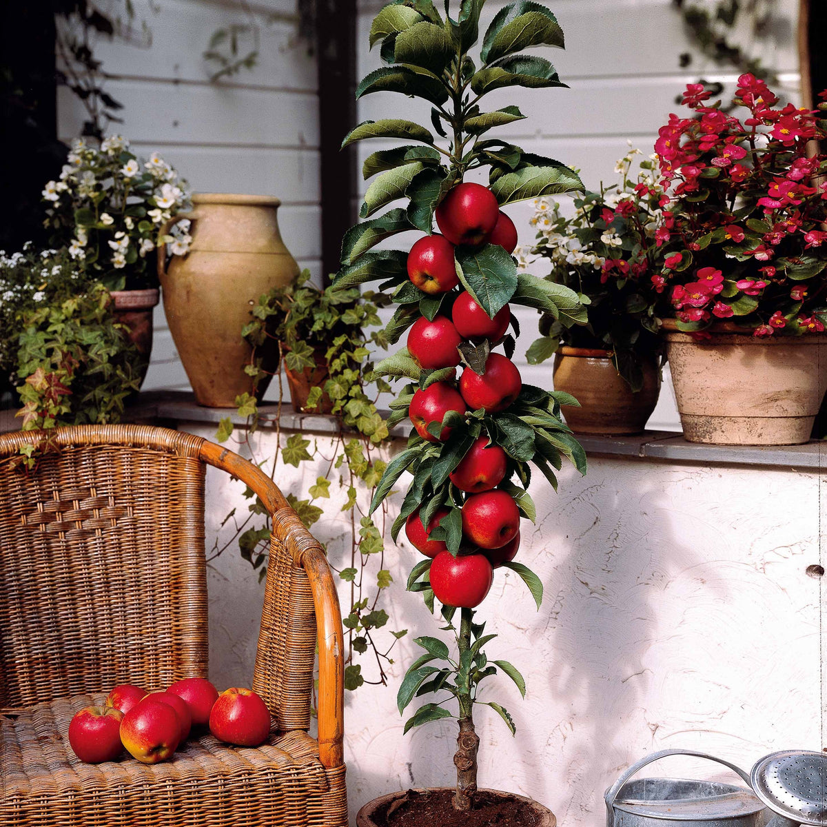 Mini-pommier Braeburn - Bakker