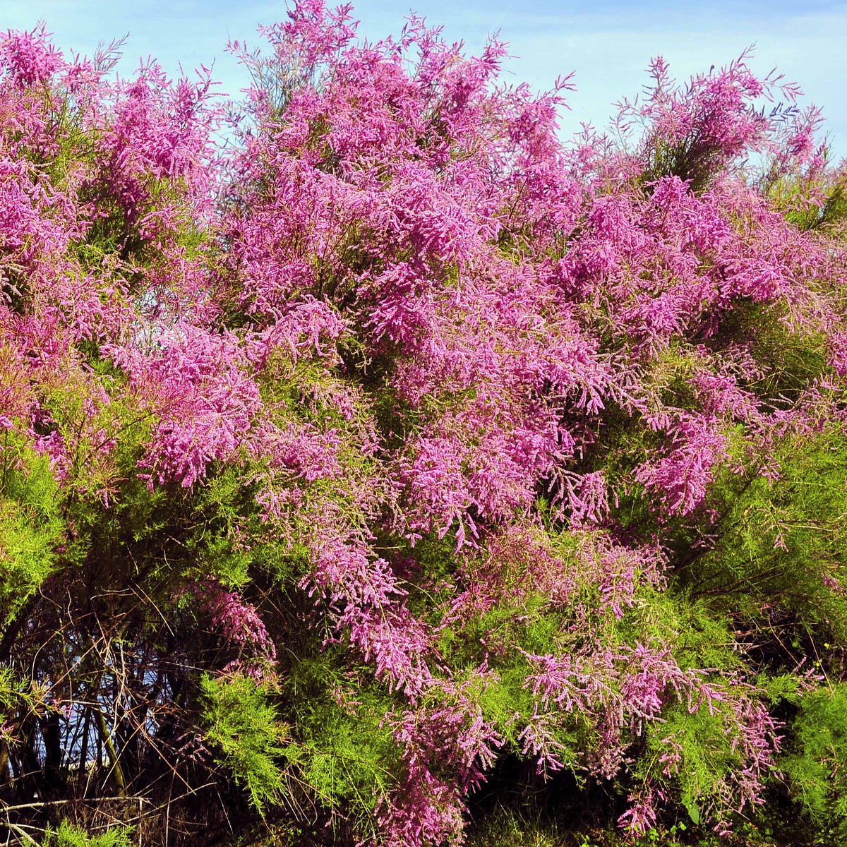 Tamaris de Printemps - Tamarix tetrandra - Bakker