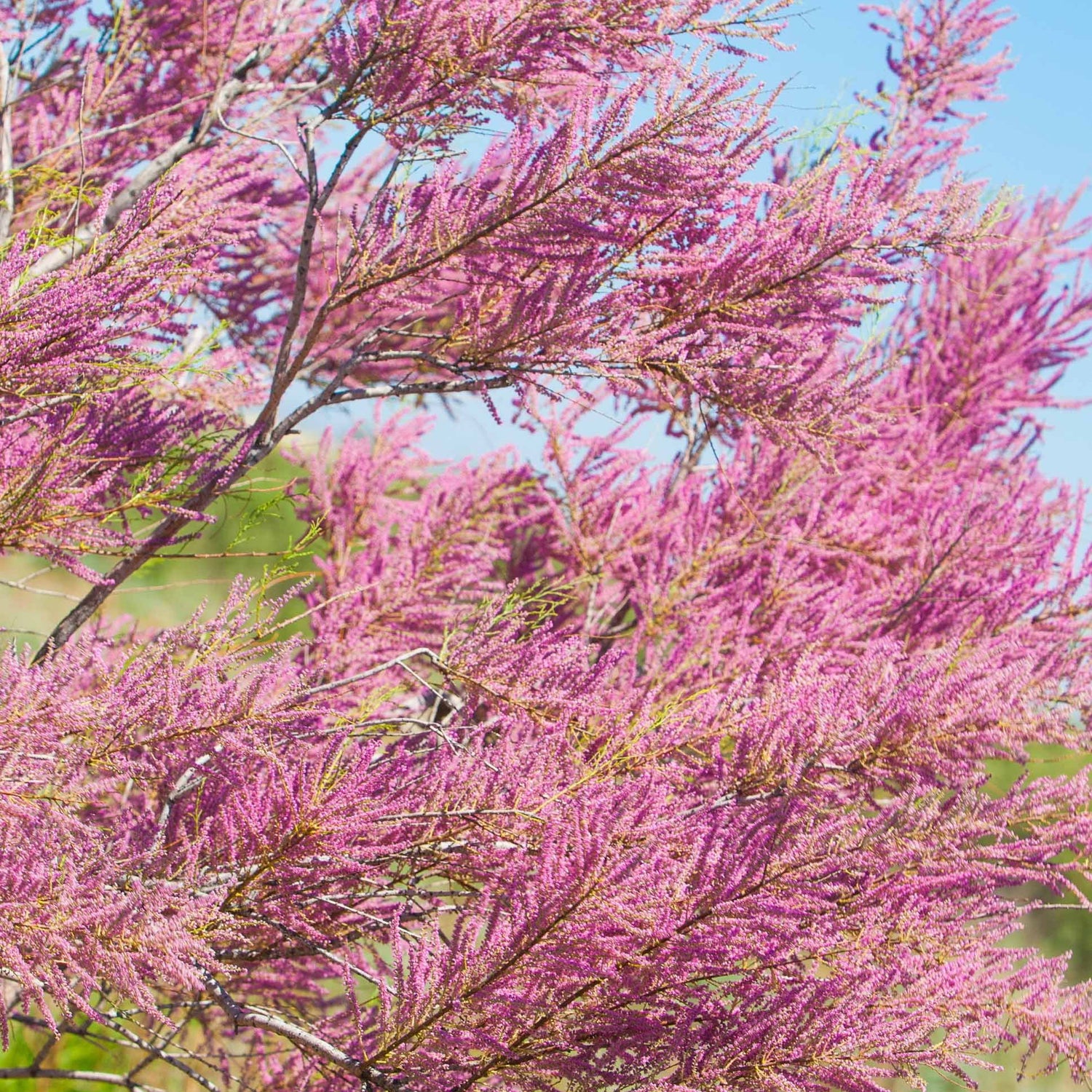 Arbres fleuris