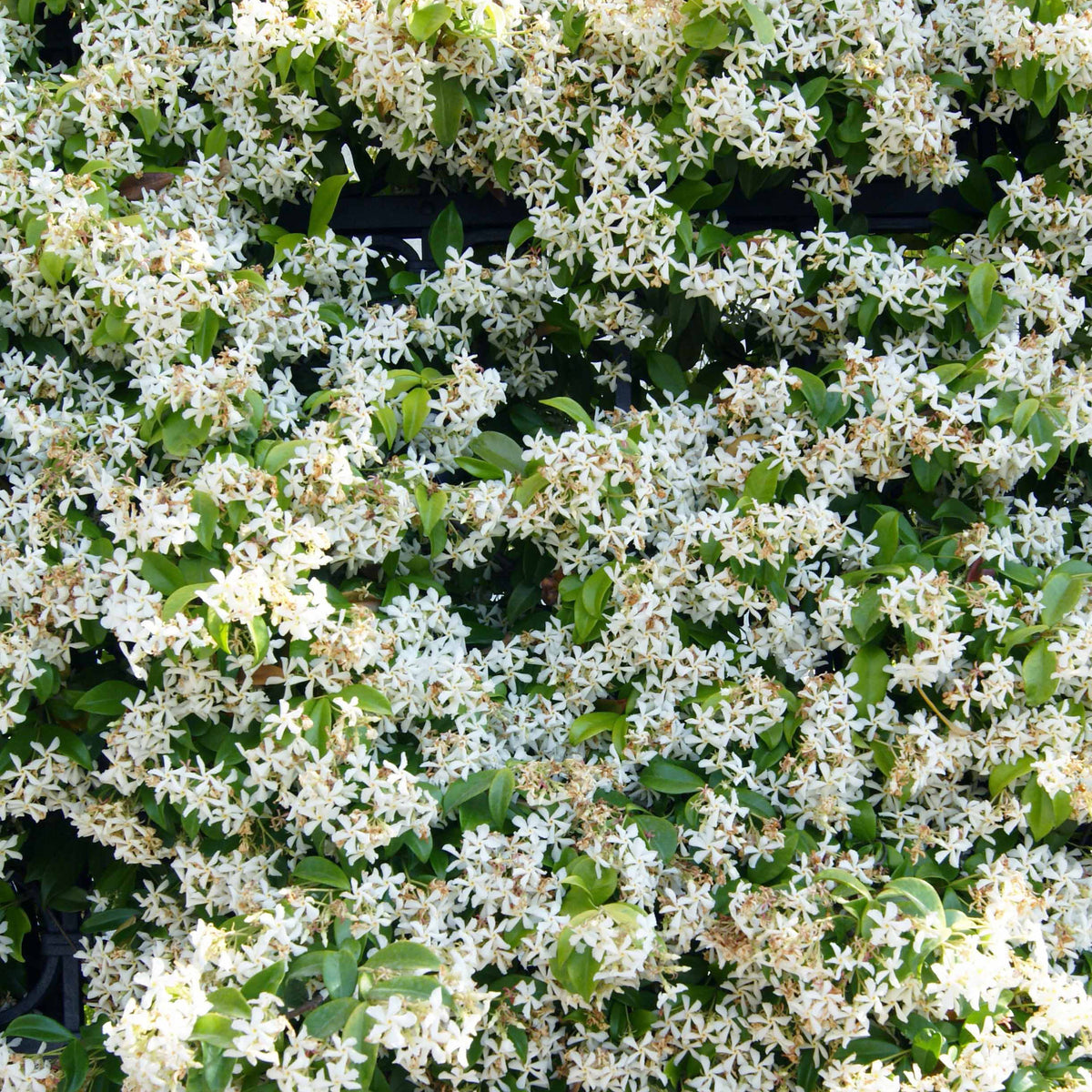 Jasmin étoilé - Trachelospermum - Jasmin étoilé - Trachelospermum jasminoides