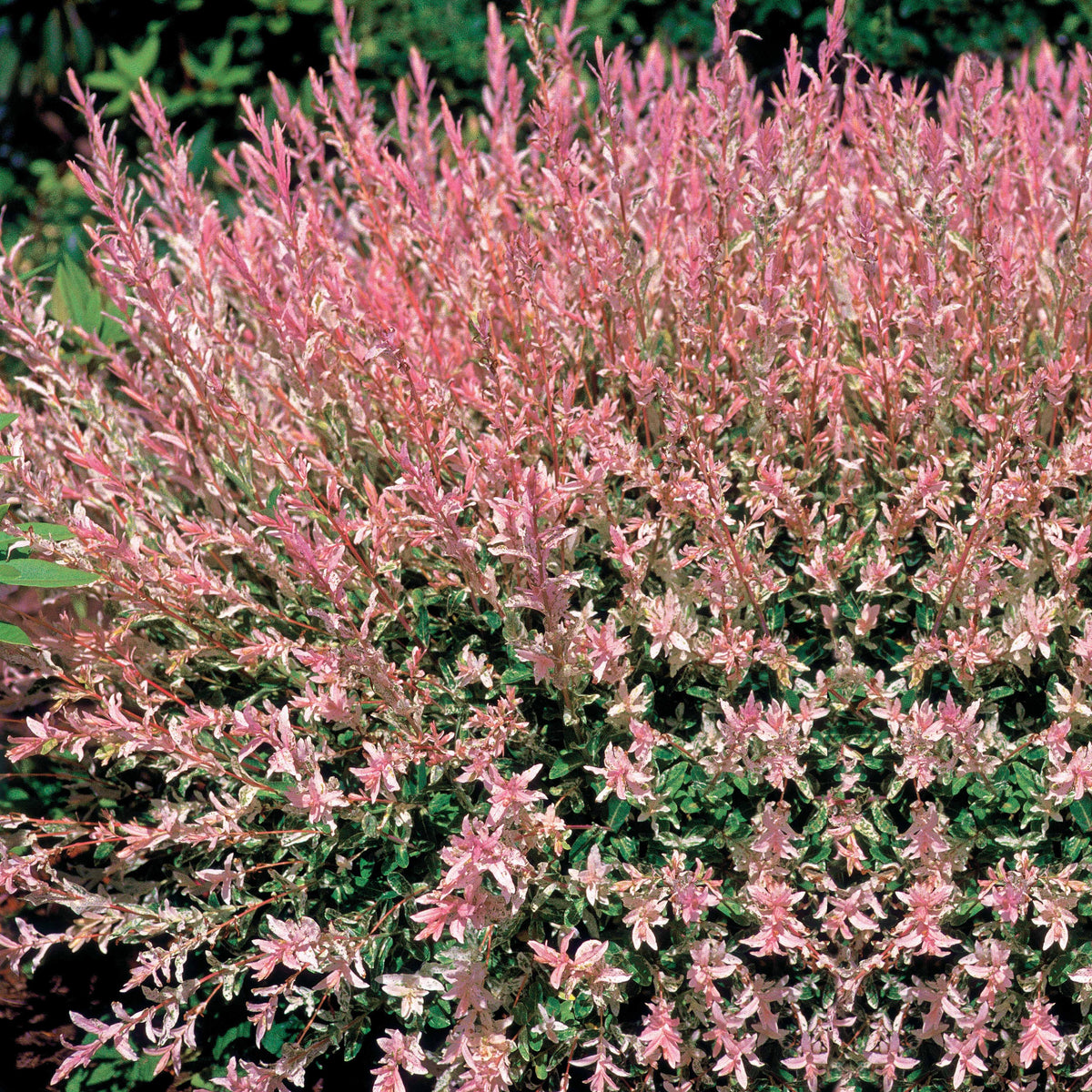 Vente Saule Crevette en buisson - Salix integra hakuro nishiki