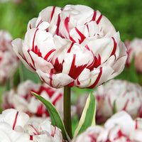 Collection de Tulipes à fleurs de pivoine - Tulipa 'angélique', 'black hero', 'carnaval de nic - Bulbes à fleurs