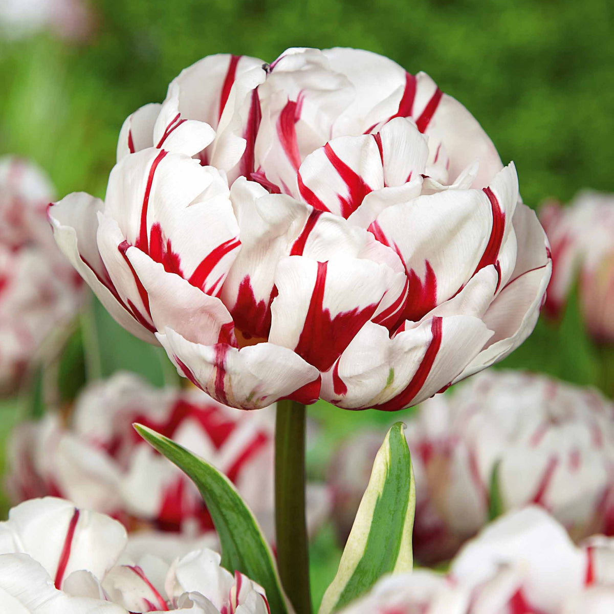 Tulipa 'Angelique', 'Exotic Emperor', 'Negrita Double' - Collection de Tulipes à fleurs de pivoine - Bulbes de Tulipe