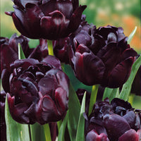 Collection de Tulipes à fleurs de pivoine - Tulipa 'angélique', 'black hero', 'carnaval de nic - Tulipes