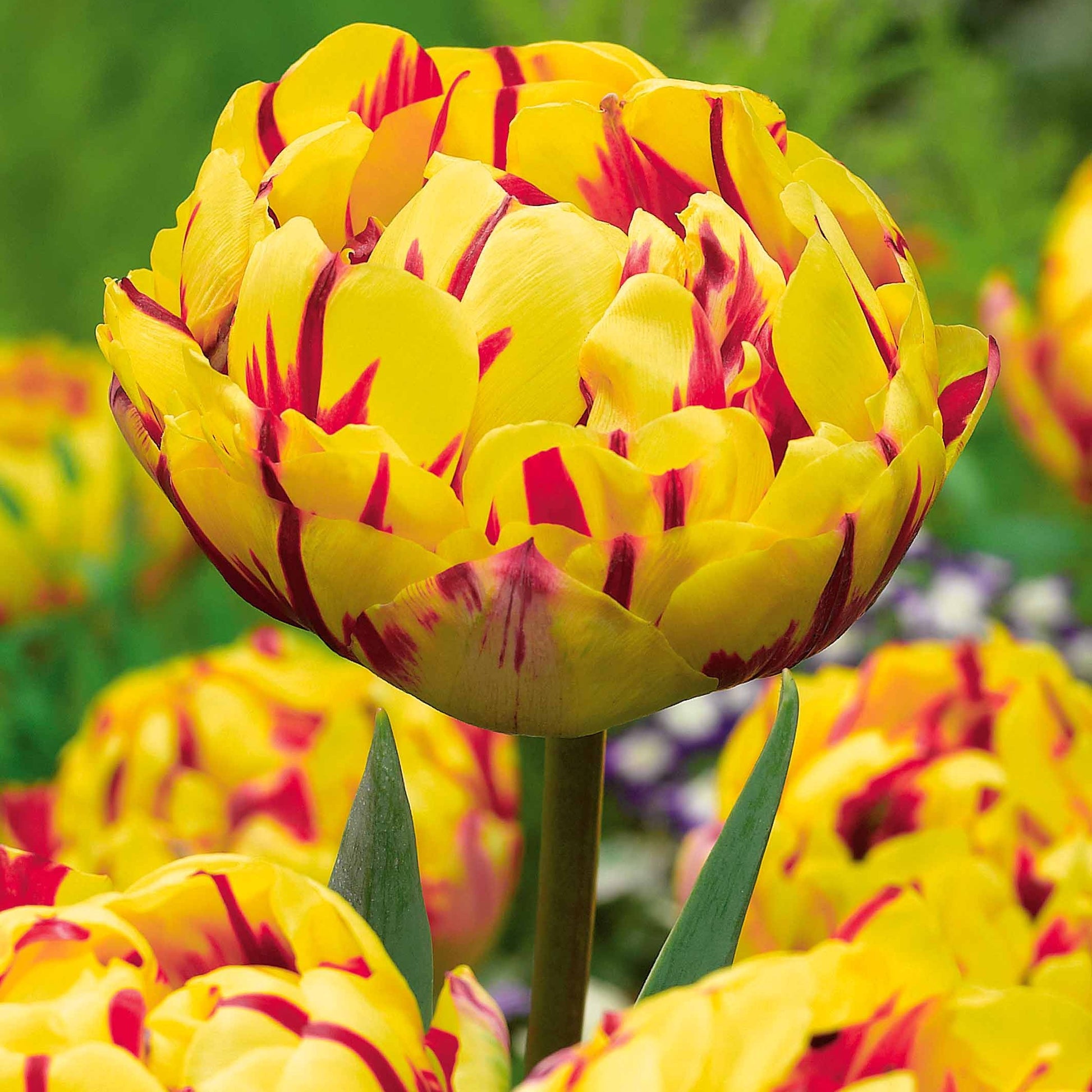 Collection de Tulipes à fleurs de pivoine - Tulipa 'angélique', 'black hero', 'carnaval de nic - Bulbes de printemps