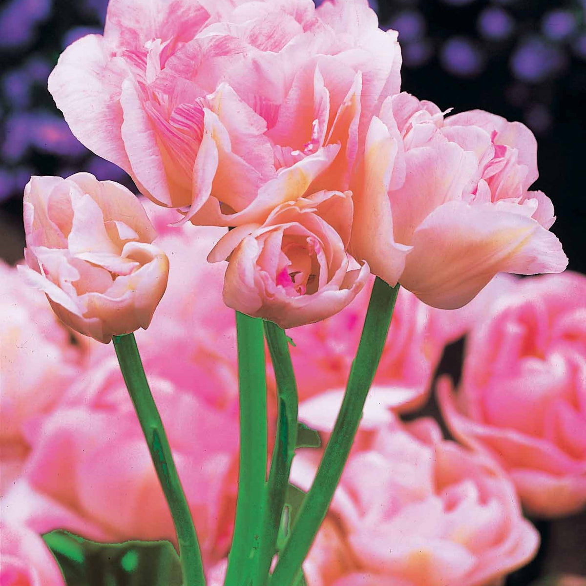 Vente Collection de Tulipes à fleurs de pivoine