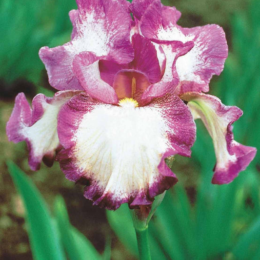 Iris de jardin remontant Autumn Encore - Bakker.com | France