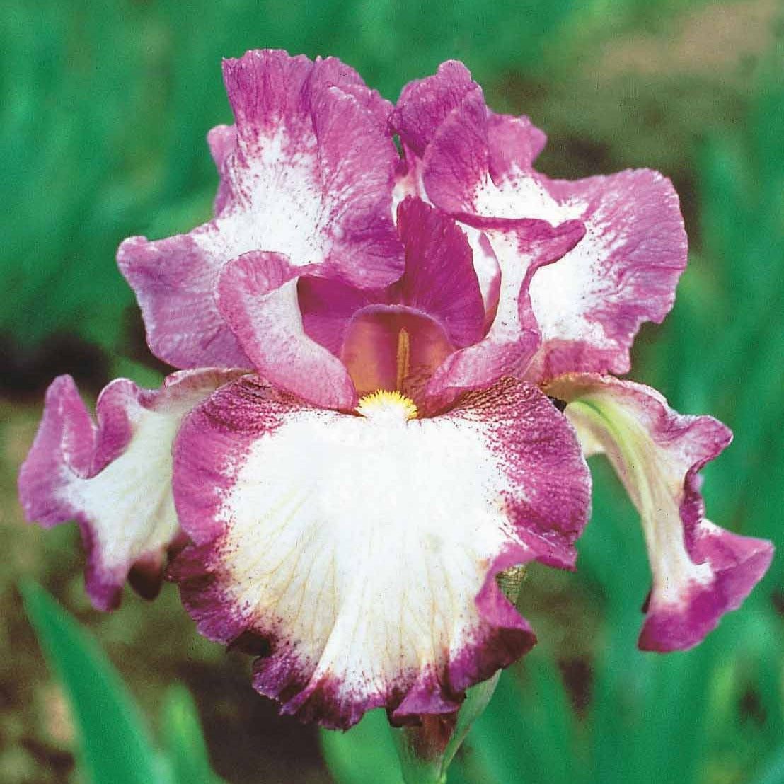 3 Iris de jardin remontant Autumn Encore - Iris germanica Autumn Encore - Bakker