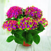 Hortensia Saxon ® - Bakker.com | France