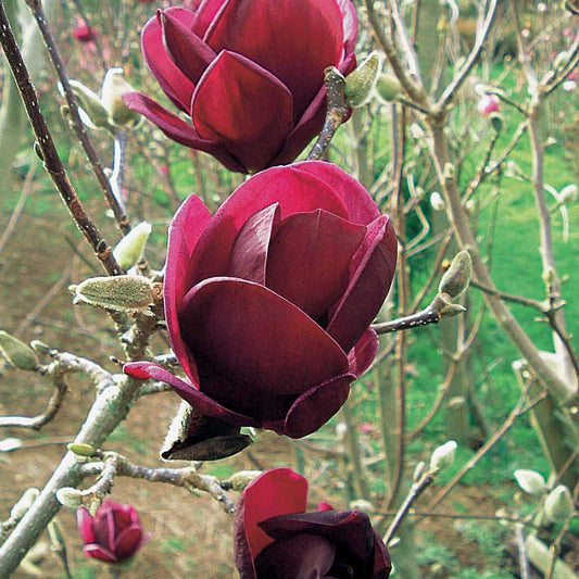 Magnolia Genie - Bakker