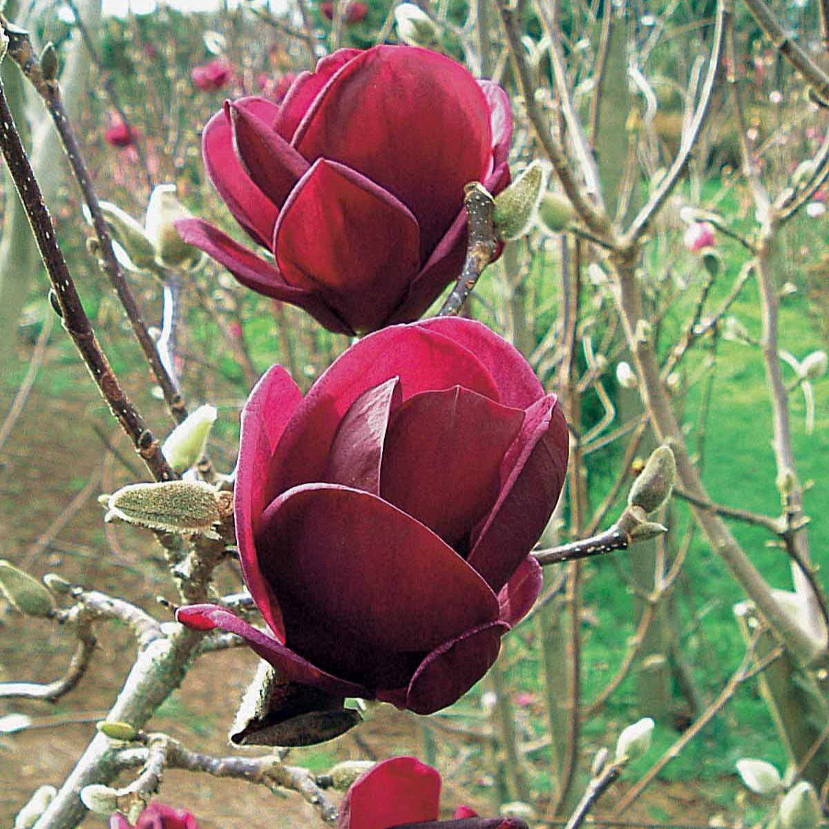Magnolia - Magnolia Genie - Magnolia Genie