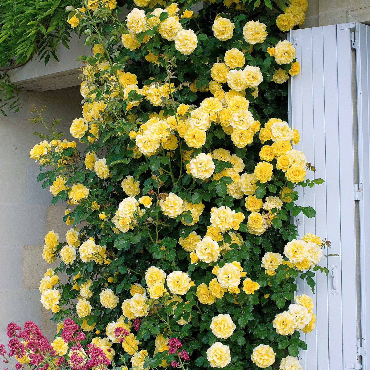 Rosier grimpant Golden Gate ® Korgolgat - Rosa Golden Gate ® Korgolgat - Bakker
