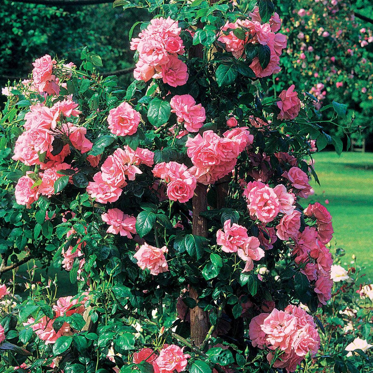 Rosa jasmina korcentex - Rosier grimpant Jasmina Korcentex - Rosiers grimpants