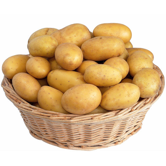 Bakker - 25 Pommes de terre Blanche Bio - Solanum tuberosum blanche (cn 991131) - Potager