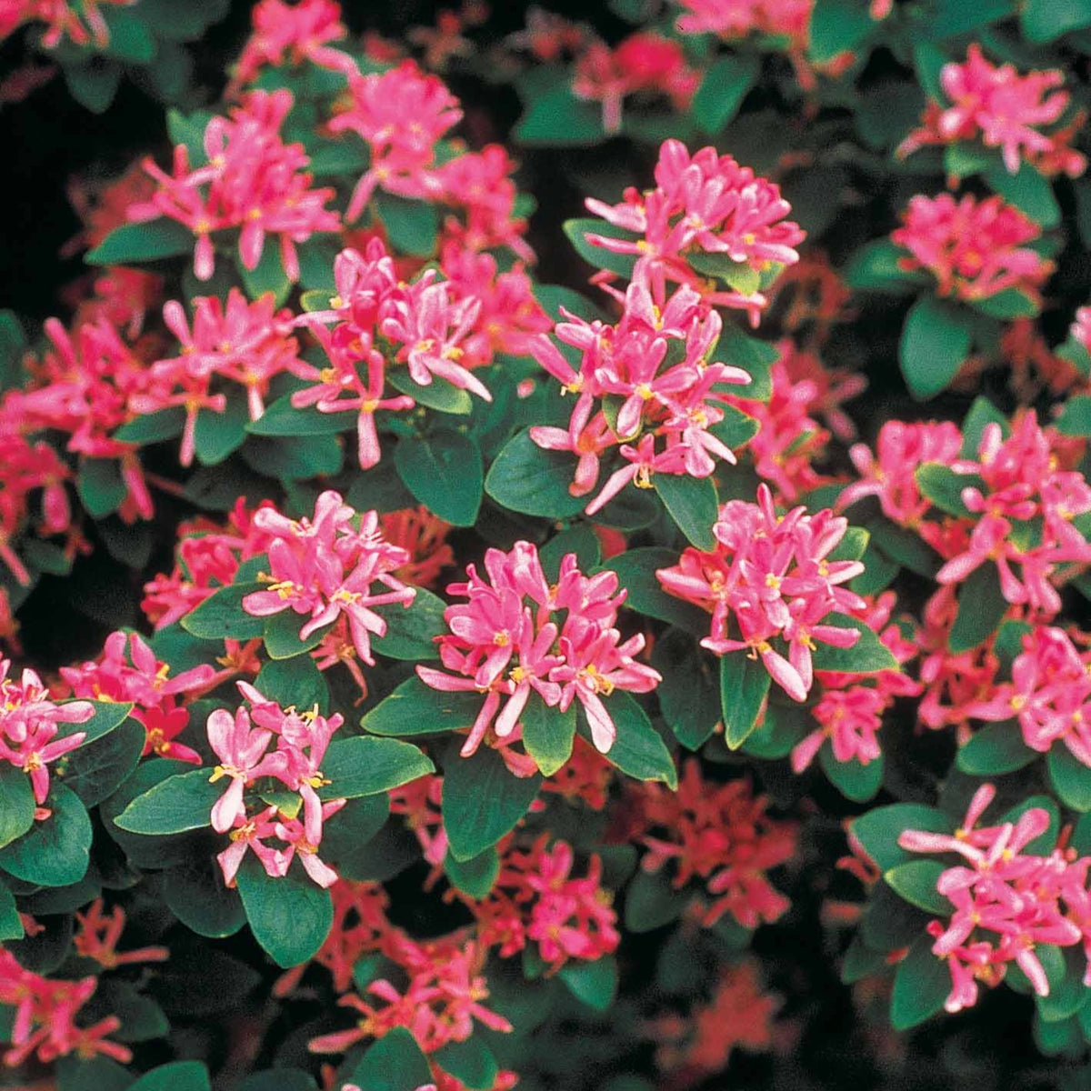 Chèvrefeuille de Tartarie rose - Lonicera tatarica rosea - Bakker
