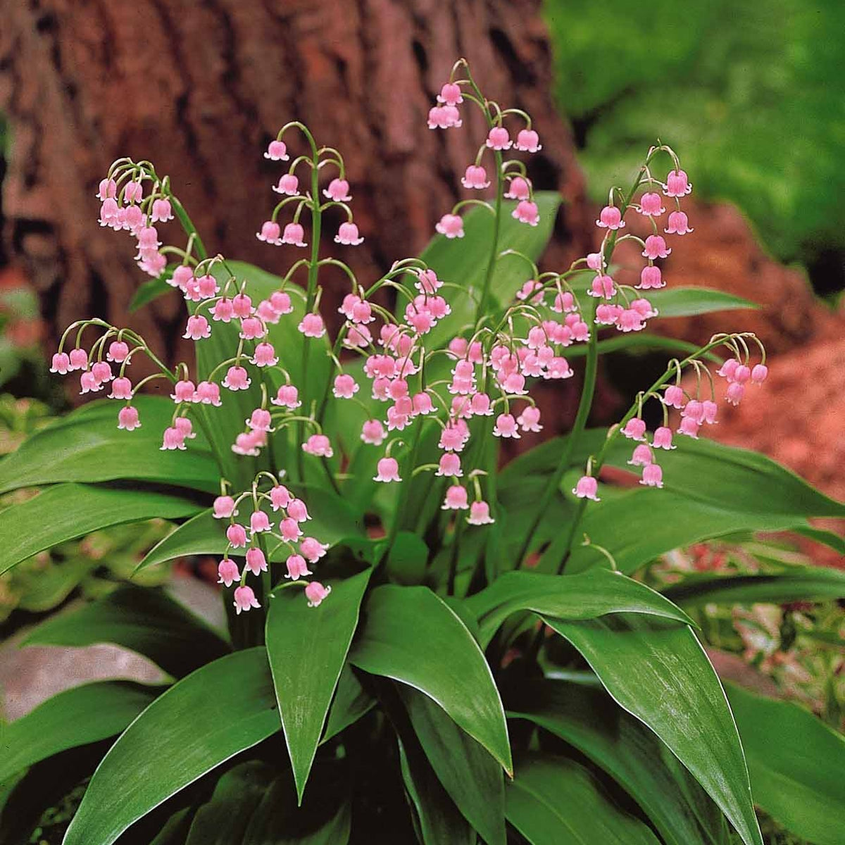 3 Muguets roses Extra - Convallaria majalis Rosea - Bakker