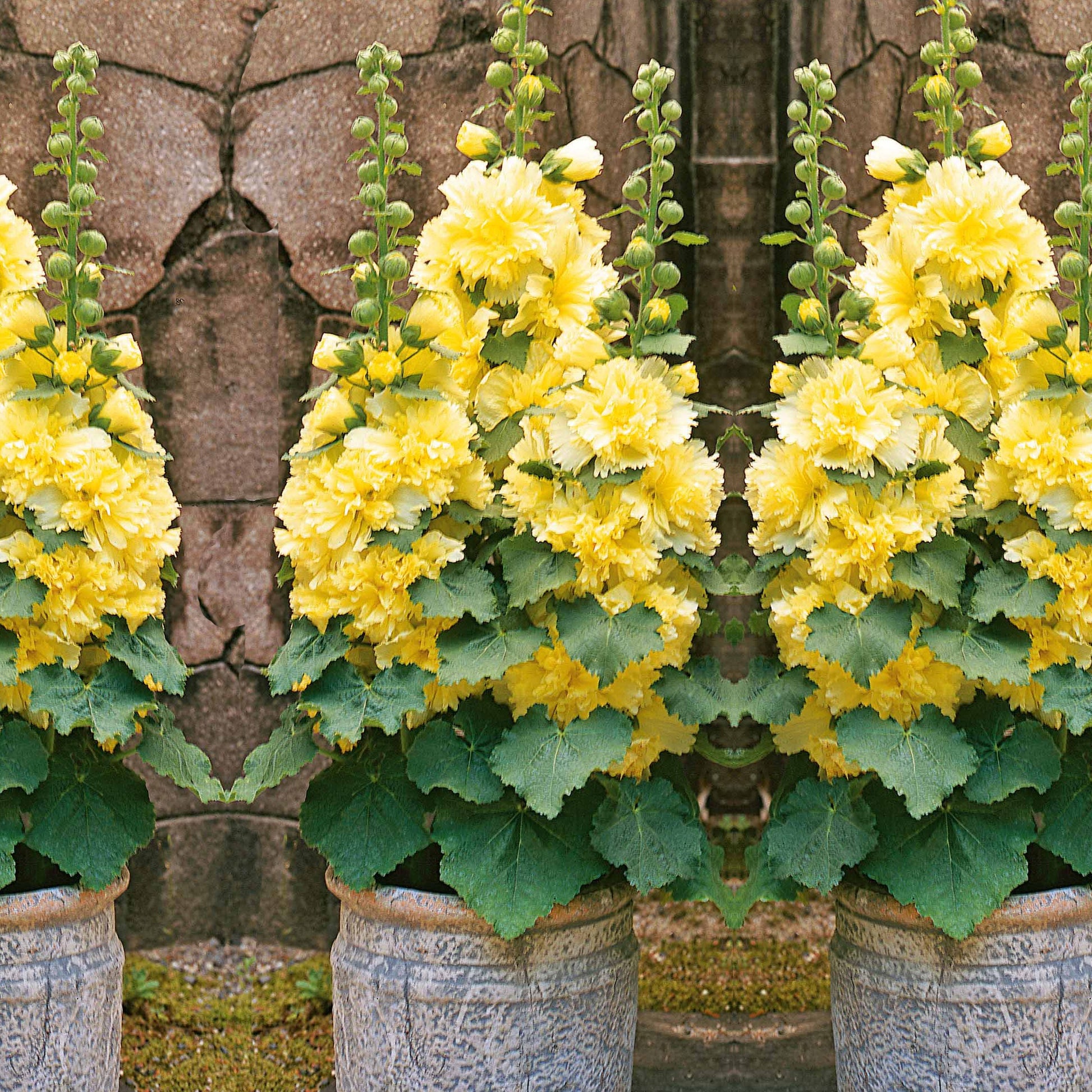 Bakker - Rose trémière naine jaune - Alcea rosea annua spring celebrities lemon - Plantes d'extérieur