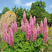 Bakker - 3 Lupins roses - Lupinus russell pink - Plantes d'extérieur