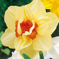 Narcisse à fleurs doubles Flower parade - Narcissus flower parade - Narcisses