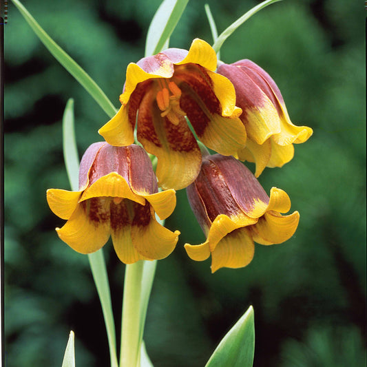 Bakker - 10 Fritillaires Raisin de renard - Fritillaria uva-vulpis