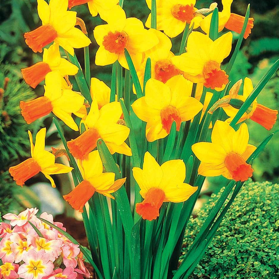 Mini-narcisse Jet Fire - Narcissus jet fire - Bulbes à fleurs