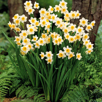 Bakker - 10 Mini-narcisses Minnow - Narcissus tazetta minnow - Bulbes à fleurs
