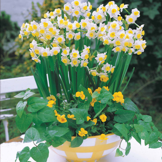 Bakker - 10 Mini-narcisses Minnow - Narcissus tazetta minnow - Bulbes de printemps