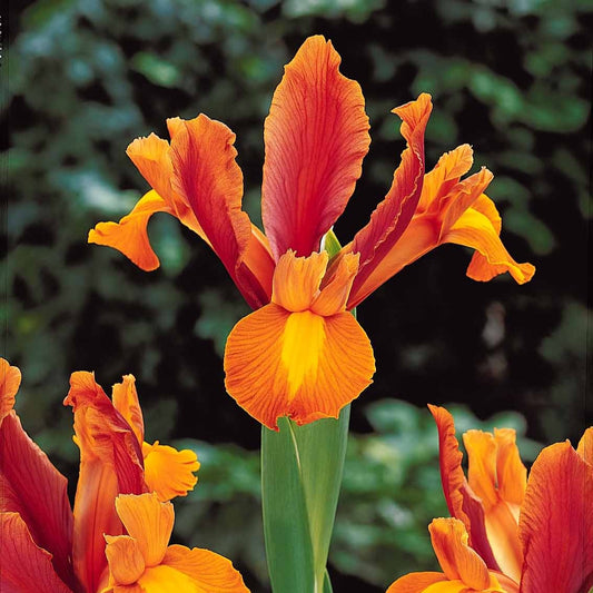 Iris de Hollande Bronze Perfection - Bakker.com | France