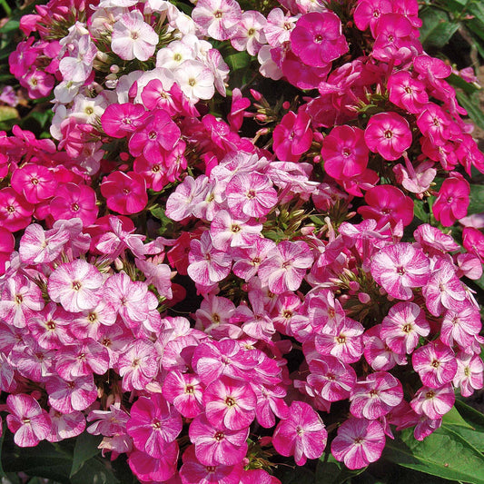 3 Phlox Pot pourri - Bakker