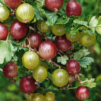 Groseillier à maquereau blanc sur tige - Ribes uva-crispa