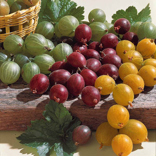 Groseillier à maquereau rouge sur tige - Ribes uva-crispa - Fruitiers