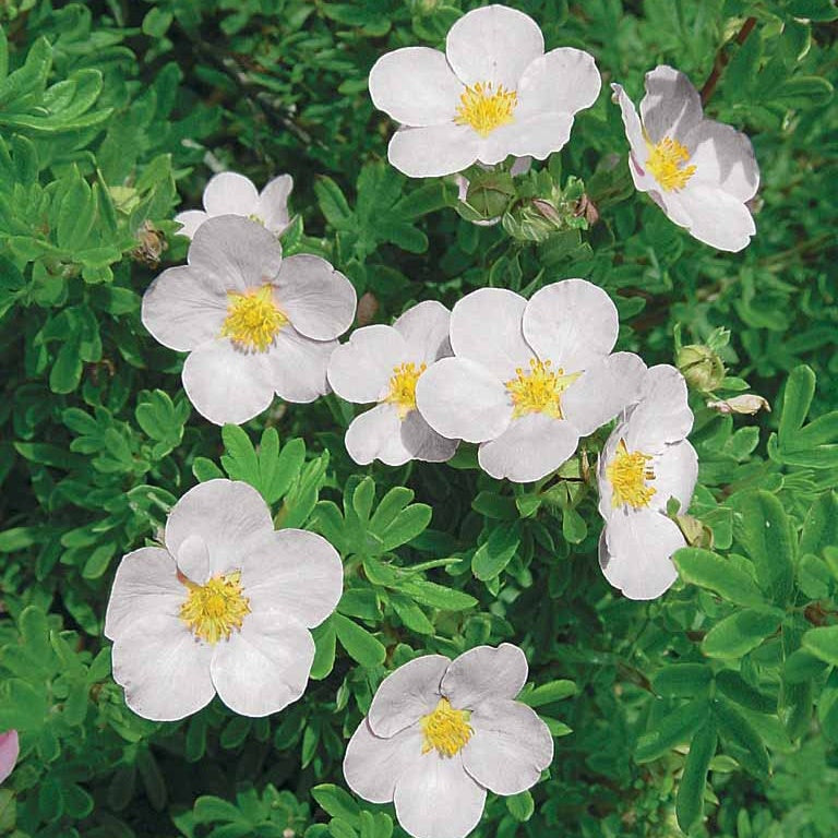 Arbustes fleuris - Haie de 3 Potentilles : orange, jaune, blanche - Potentilla ‘hopley’s’ orange, goldfinger jaune, ‘a